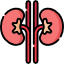kidney-nephrology