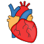 heart-cardiology