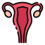uterus-urology